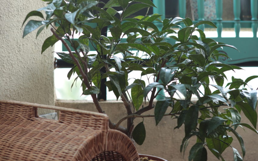 Tree-room waterfront apartment in the center of Risan